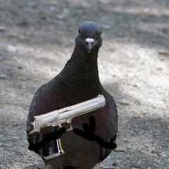 RoboPigeon