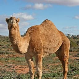 Camelko