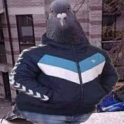 pinguxdd