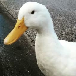 MrDuck153