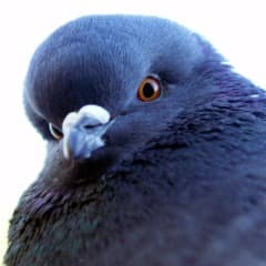 CaptainDove