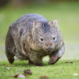 molchiDOTA