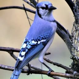 Blue-Jay