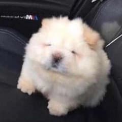 Jogi-