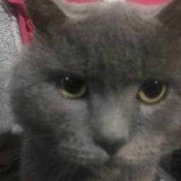 1gorM1