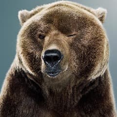 PapaBear9