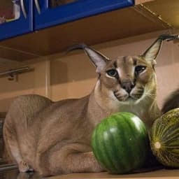 Catazaurus