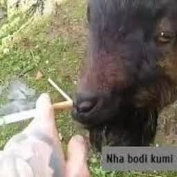 nhabodi-