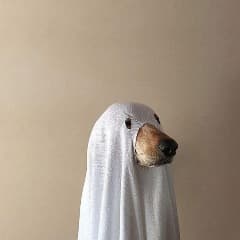 Ghost_Doggi