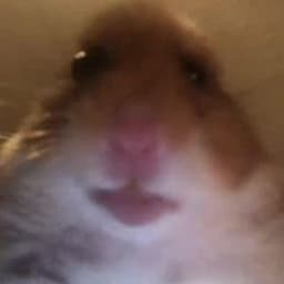 csgomert