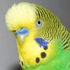 Maqichne