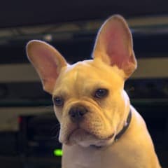 FA_FRENCHIES