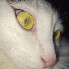 FRIZI_NET