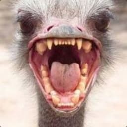 Ostrichator
