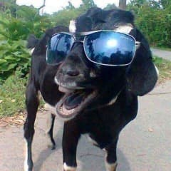 Classy_Goat
