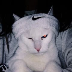iGOR_JB