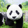 PandaBoii