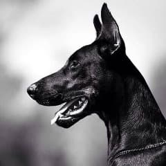 _DOBERMAN_