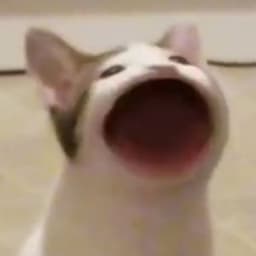 1L1DAN