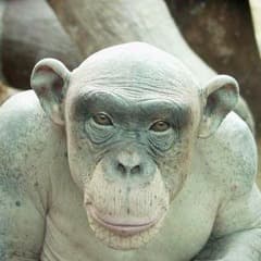 bezuma_