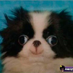 Snoop_Cadela