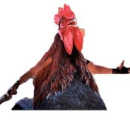 gallito12