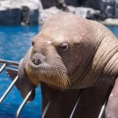 _walrus_man_