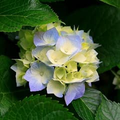 KitsuneBG