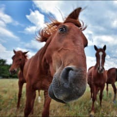 -MuStAnG-