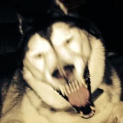 _pibbo_