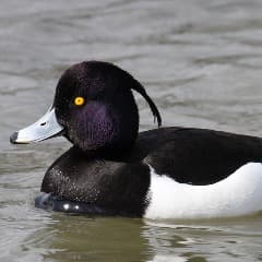C0ENEN