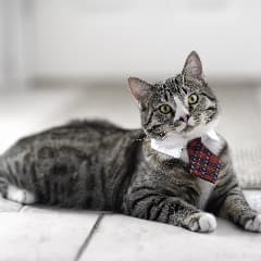 Mr_Cat647