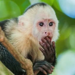 MonkeyyFacee
