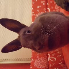 tontoneklips