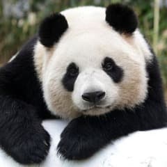 GRZXPANDA
