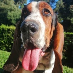 -basSET