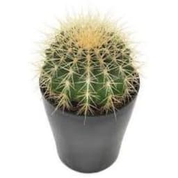 young_cactus
