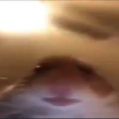andrew03