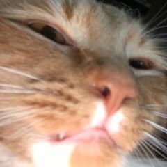 JivePickle
