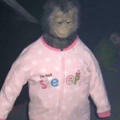 Funkapuss