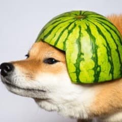 Razorlor