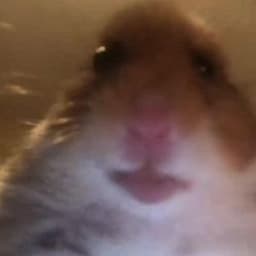 Sternog