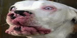 MainZio