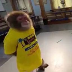 GITO_