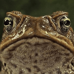 ToadMacGoats