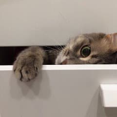 ddnsdd