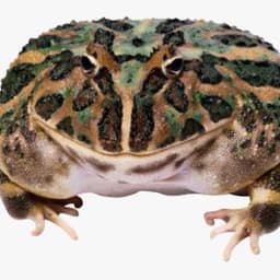 HEF_FatDuck