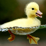 Duckys5