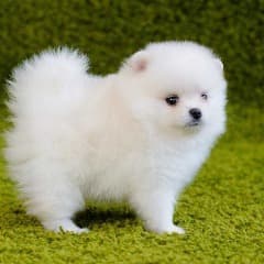 Eggie_Corgi