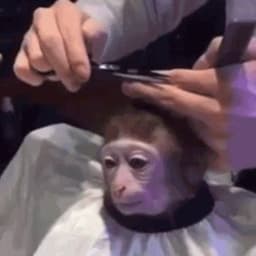 cavabunga